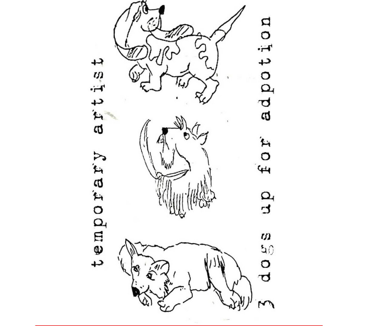 3 dogs up for adoption album cover
